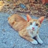 Offener, junger Kater Luis