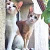 Offener, junger Kater Luis