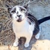 Junger, zutraulicher Kater Kolumbus