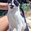 Junger, zutraulicher Kater Kolumbus