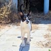 Junger, zutraulicher Kater Kolumbus