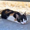 Junge Katze mit Charakter .... Mia