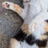 Junge Katze mit Charakter .... Mia