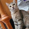 Viele Kitten u. Katzen suchen ihr Zuhaus