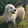 Katzenverträglicher Thor sucht Familie