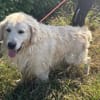 Katzenverträglicher Thor sucht Familie