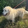 Katzenverträglicher Thor sucht Familie