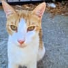 Freundlicher, junger Kater Mäx