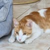 Freundlicher, junger Kater Mäx