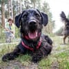 Charly, braucht souveräne Führung