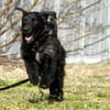 Charly, braucht souveräne Führung