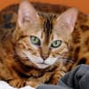 8 Bengalen suchen ein liebevolles Zuhaus