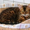 8 Bengalen suchen ein liebevolles Zuhaus
