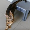 8 Bengalen suchen ein liebevolles Zuhaus