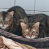 8 Bengalen suchen ein liebevolles Zuhaus