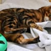 8 Bengalen suchen ein liebevolles Zuhaus