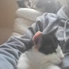 Oreo  Der verschmuste Kater