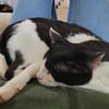 Oreo  Der verschmuste Kater