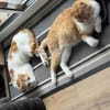 Rocky & Benito suchen Ihr Glück!