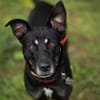 Koda