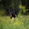 Koda