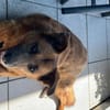 Freundliche Hündin AIKA sucht Zuhause!