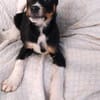 Kleiner, tapferer Filou sucht ...