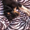 Kleiner, tapferer Filou sucht ...