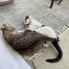 Teddy und Mousy aus dem Tierschutz