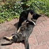 Steve & Poncio - Pärchen sucht Zuhause