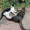 Steve & Poncio - Pärchen sucht Zuhause