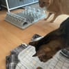 Steve & Poncio - Pärchen sucht Zuhause