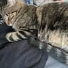 Steve & Poncio - Pärchen sucht Zuhause