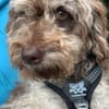 Honey in 86529 Schrobenhausen
