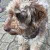 Honey in 86529 Schrobenhausen