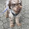 Honey in 86529 Schrobenhausen