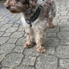 Honey in 86529 Schrobenhausen