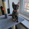 Kat