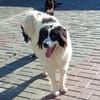 BOSCO
