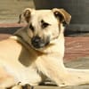 BRUNO