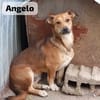 ANGELO