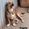 ANGELO
