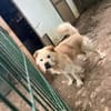 BALU