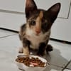 Maddy, femelle croisée européen, née le 05/06/2025 🐱