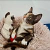 Maddy, femelle croisée européen, née le 05/06/2025 🐱