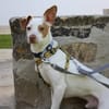 CHICO