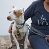 CHICO