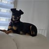 Lola