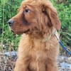 FELIXChow-Chow-Mix in 53940 Hellenthal