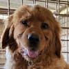 FELIXChow-Chow-Mix in 53940 Hellenthal